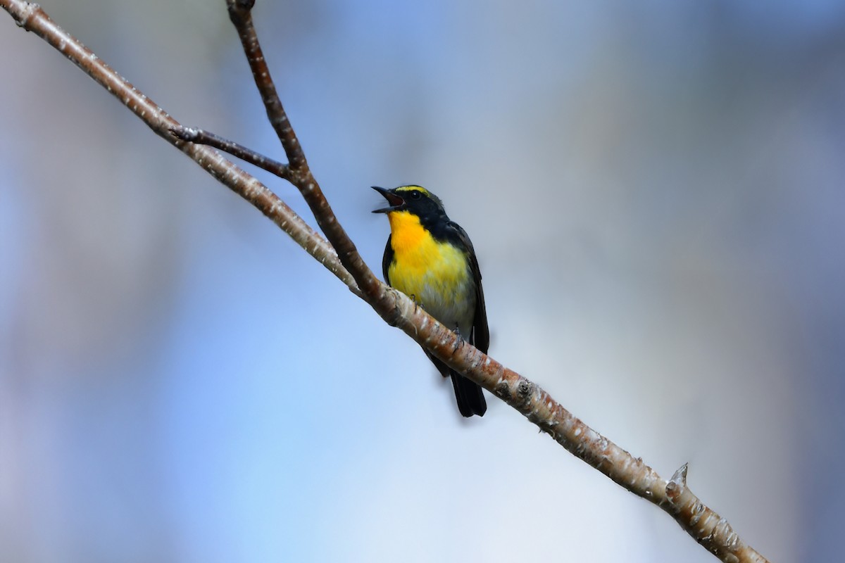 黃眉黃鶲 - ML644738542