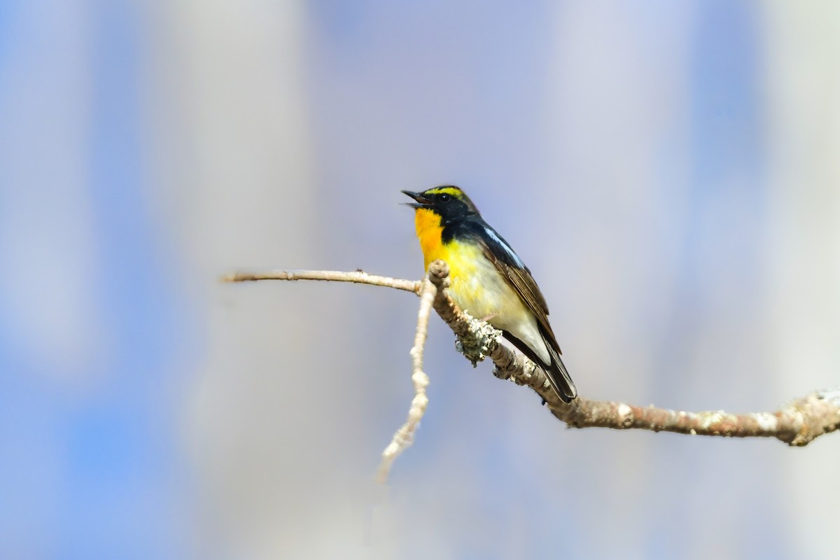 黃眉黃鶲 - ML644738543