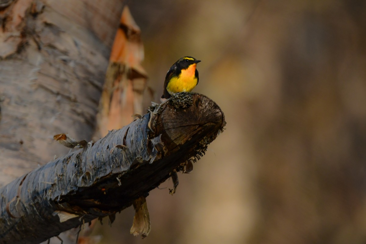 黃眉黃鶲 - ML644738544