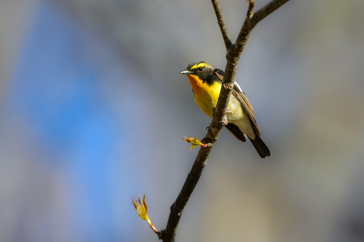 黃眉黃鶲 - ML644738545