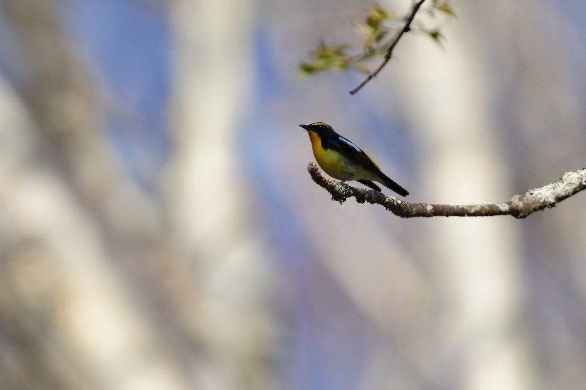 黃眉黃鶲 - ML644738546