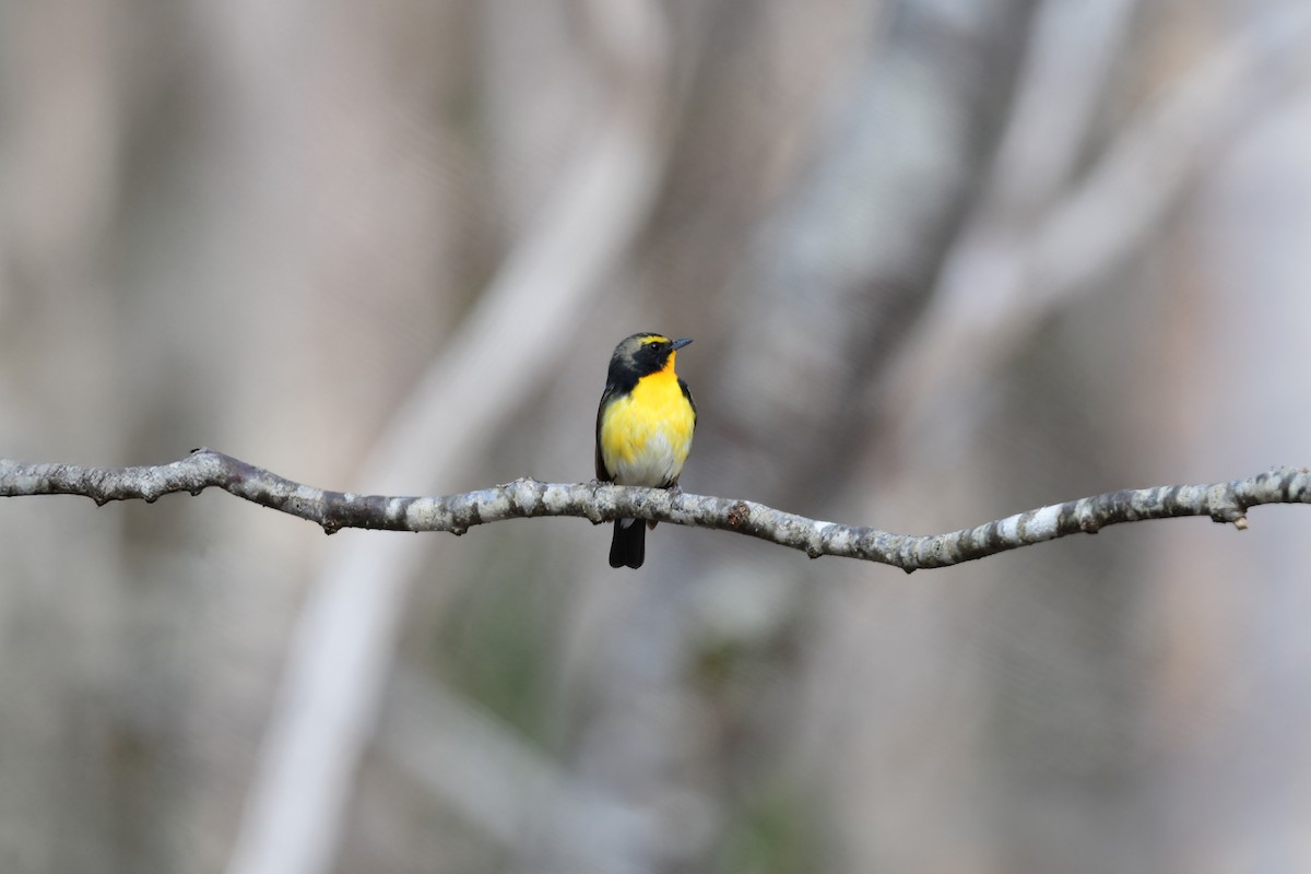 黃眉黃鶲 - ML644738547