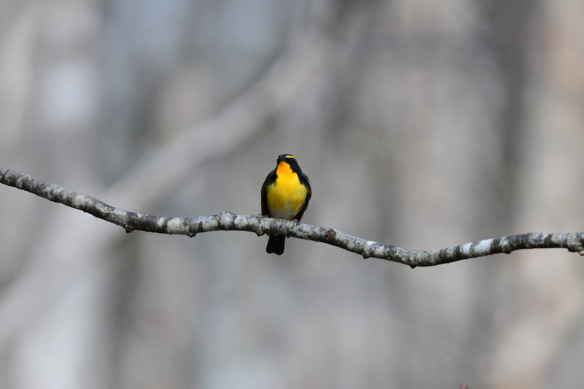 黃眉黃鶲 - ML644738548
