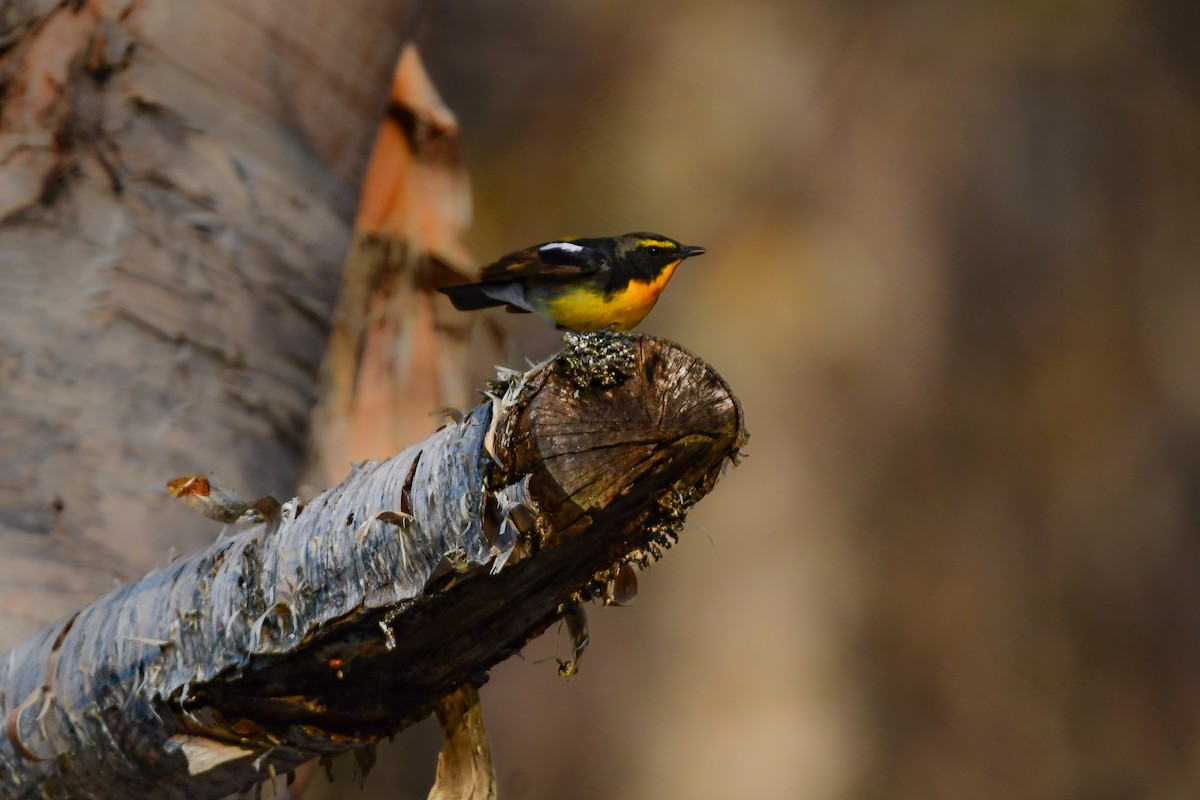 黃眉黃鶲 - ML644738549