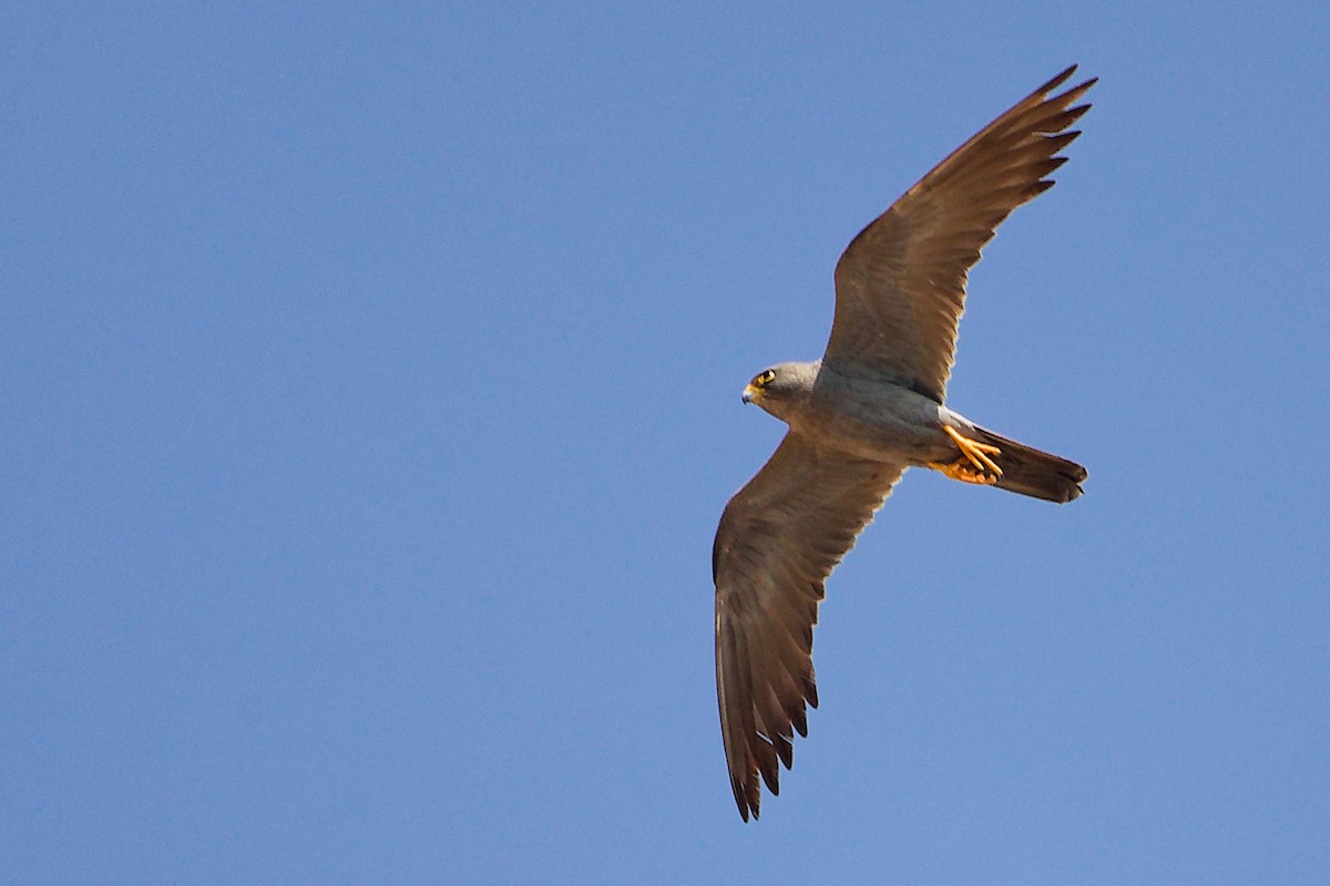 Sooty Falcon - ML644738555