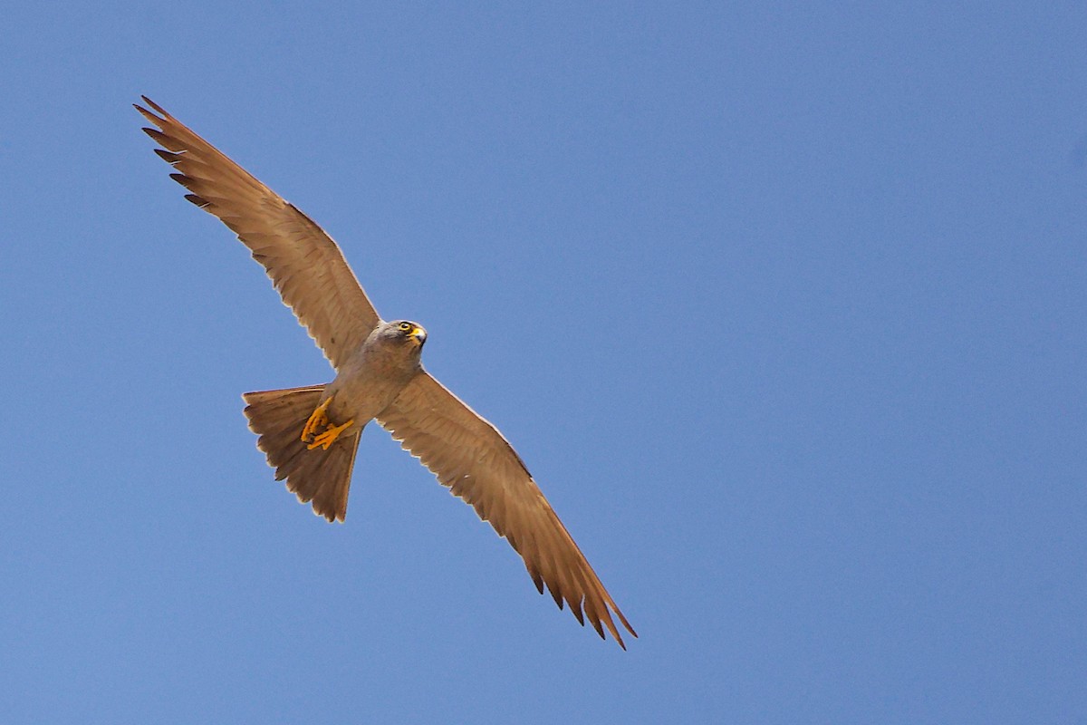 Sooty Falcon - ML644738557