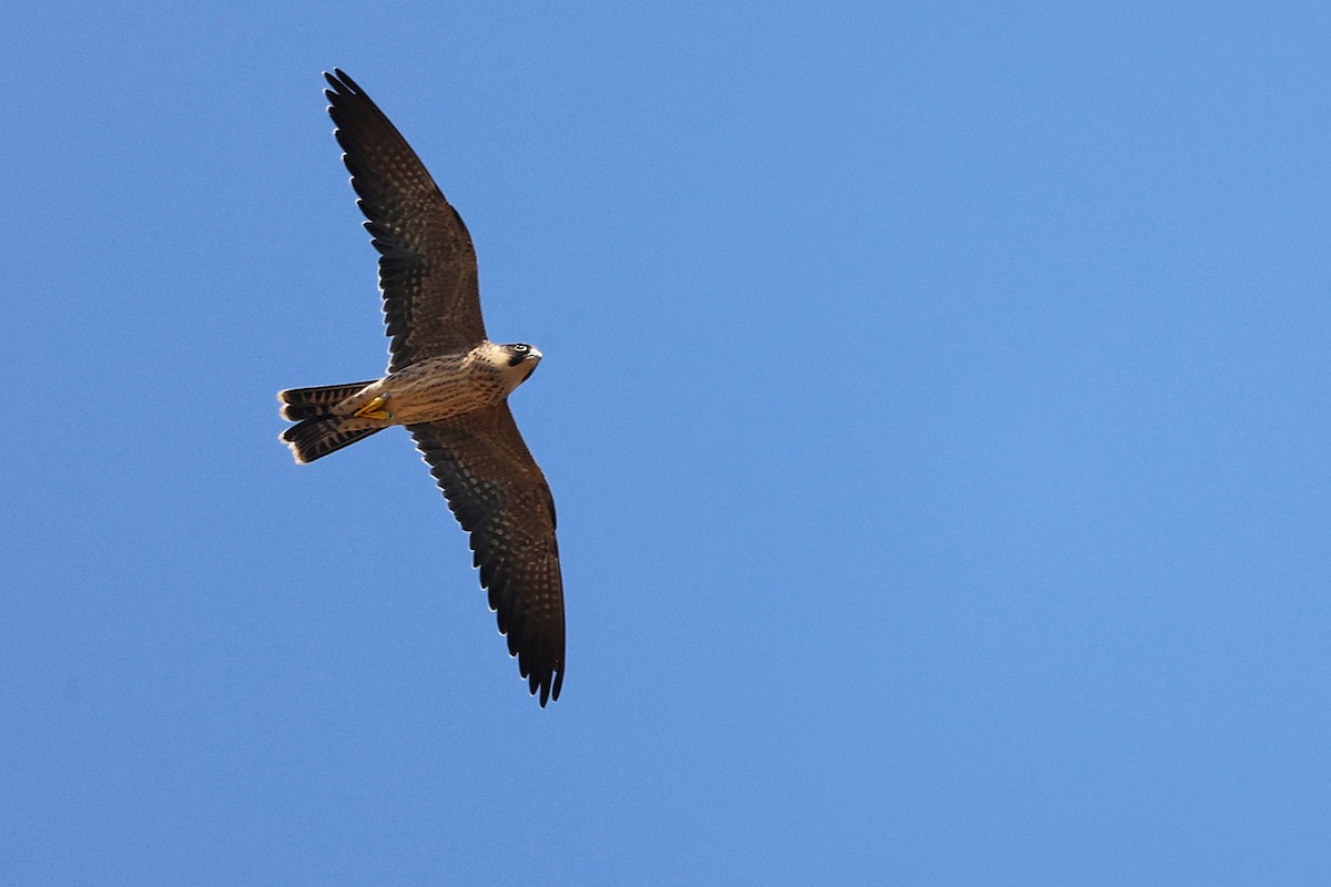 Sooty Falcon - ML644738558