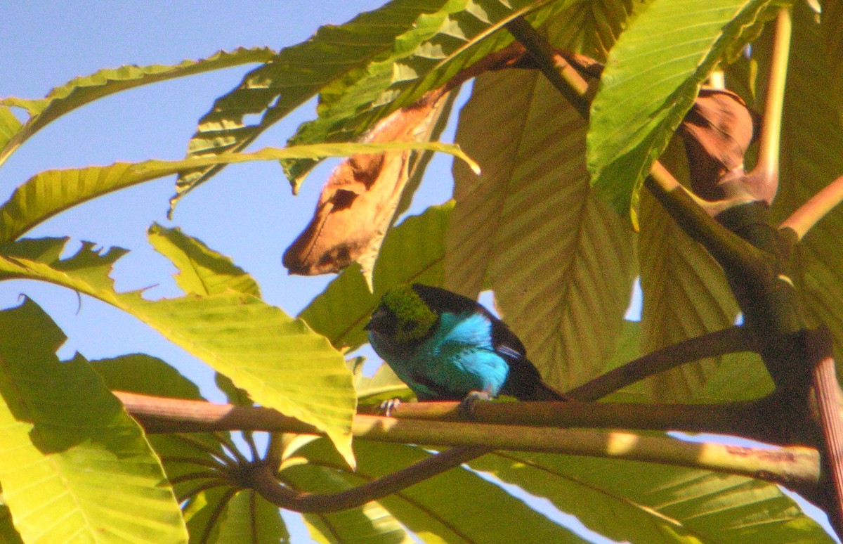 Paradise Tanager - ML644738561