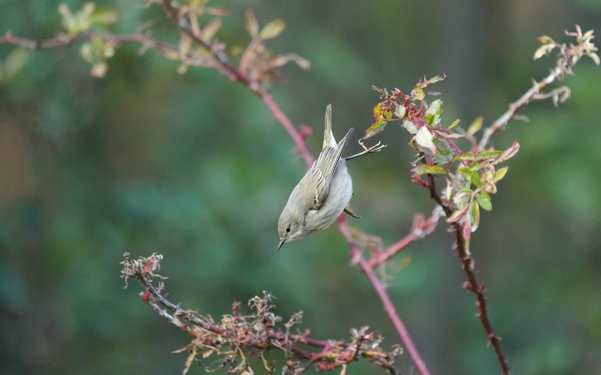 ホオアカアメリカムシクイ - ML644738566