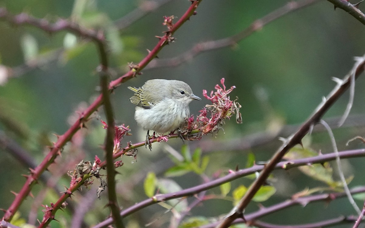 ホオアカアメリカムシクイ - ML644738567