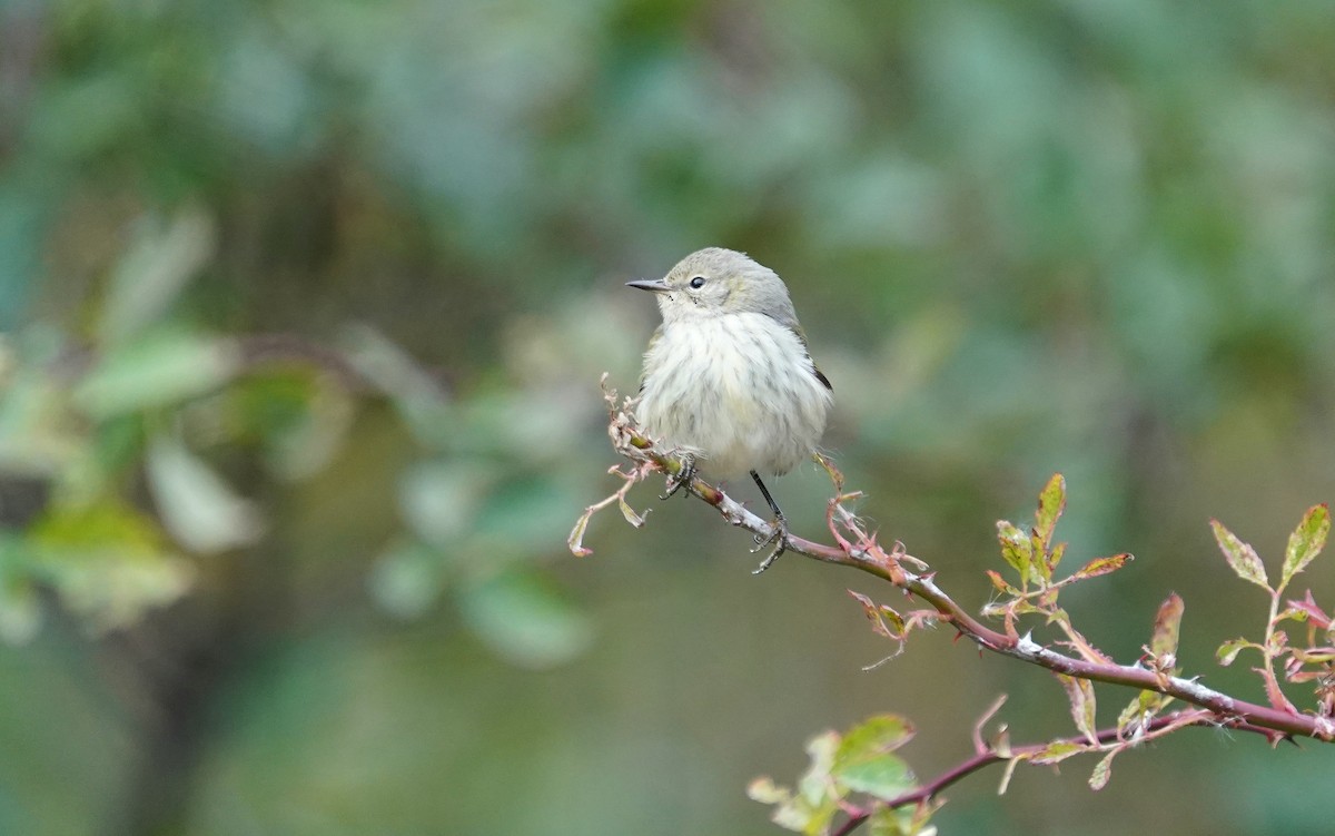 ホオアカアメリカムシクイ - ML644738568