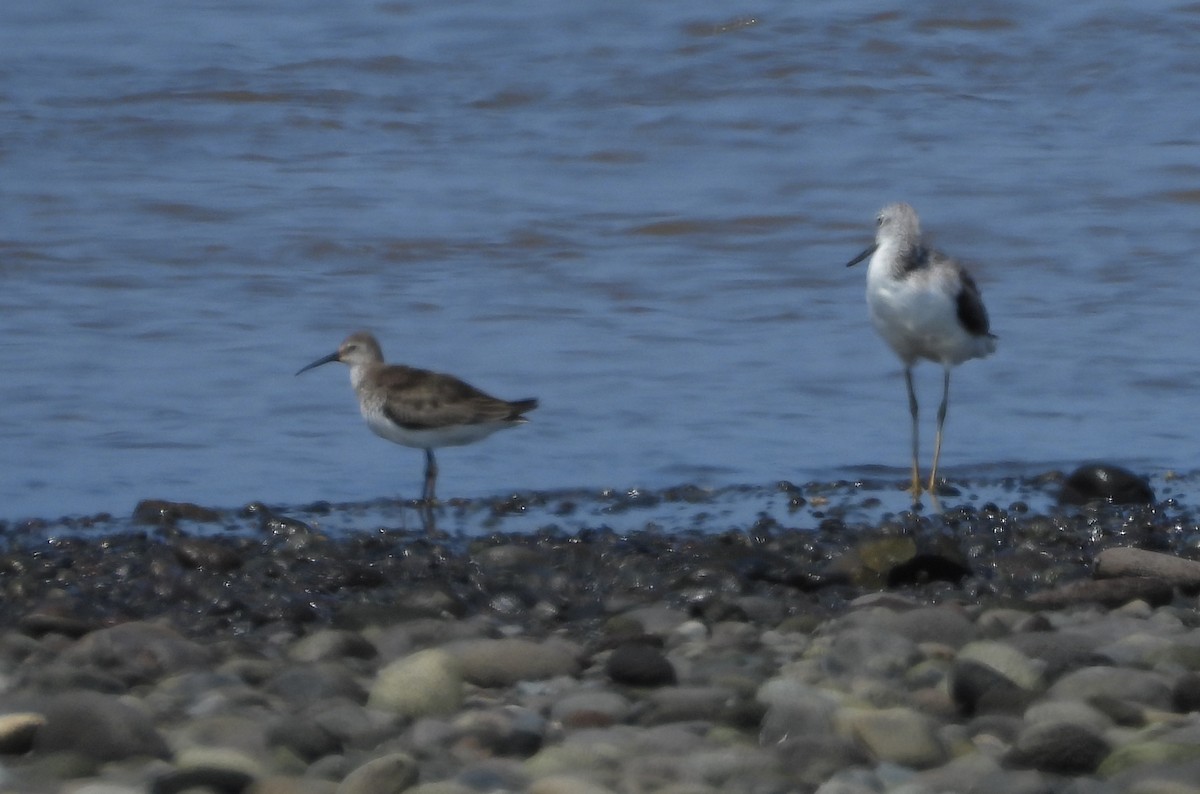 Txirri kurlinta - ML644738572