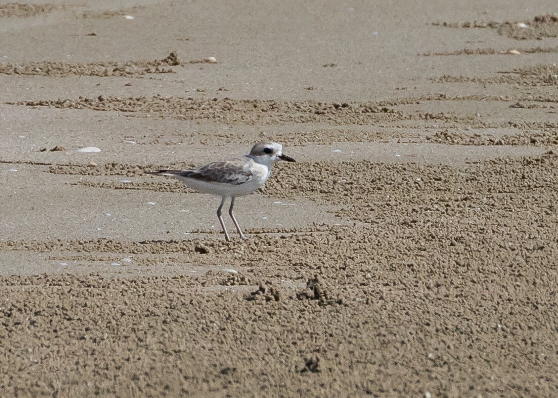 White-faced Plover - ML644738592
