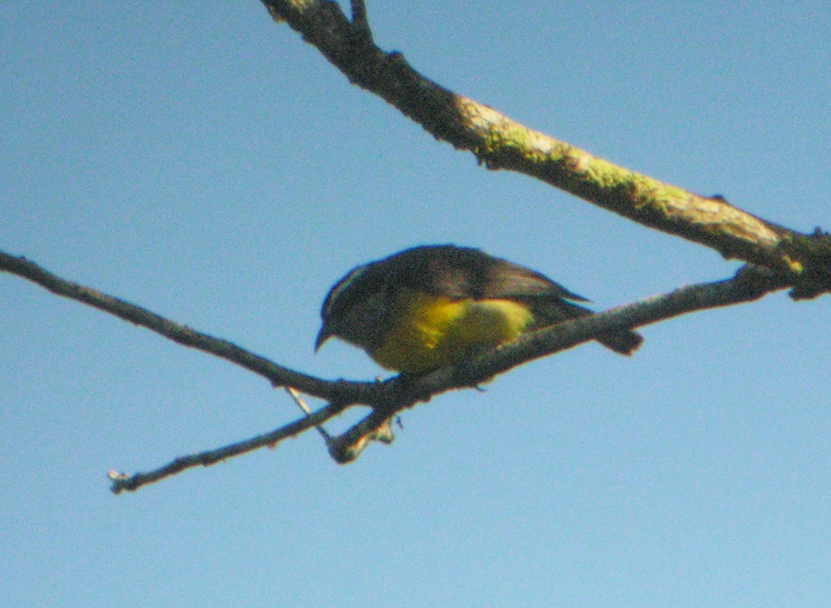 Bananaquit - ML644738594