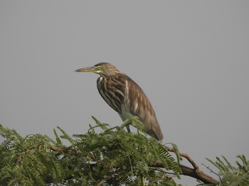 Paddyreiher - ML644738595