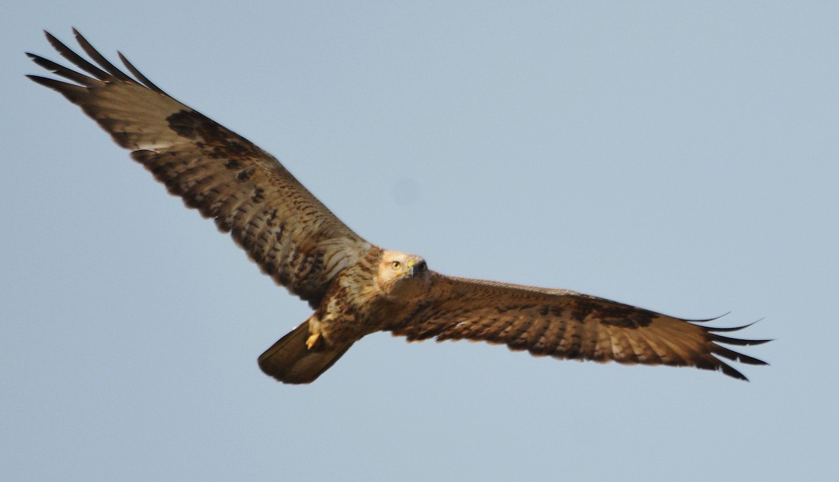 Курганник - ML644738624