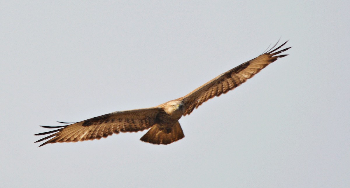 Курганник - ML644738625