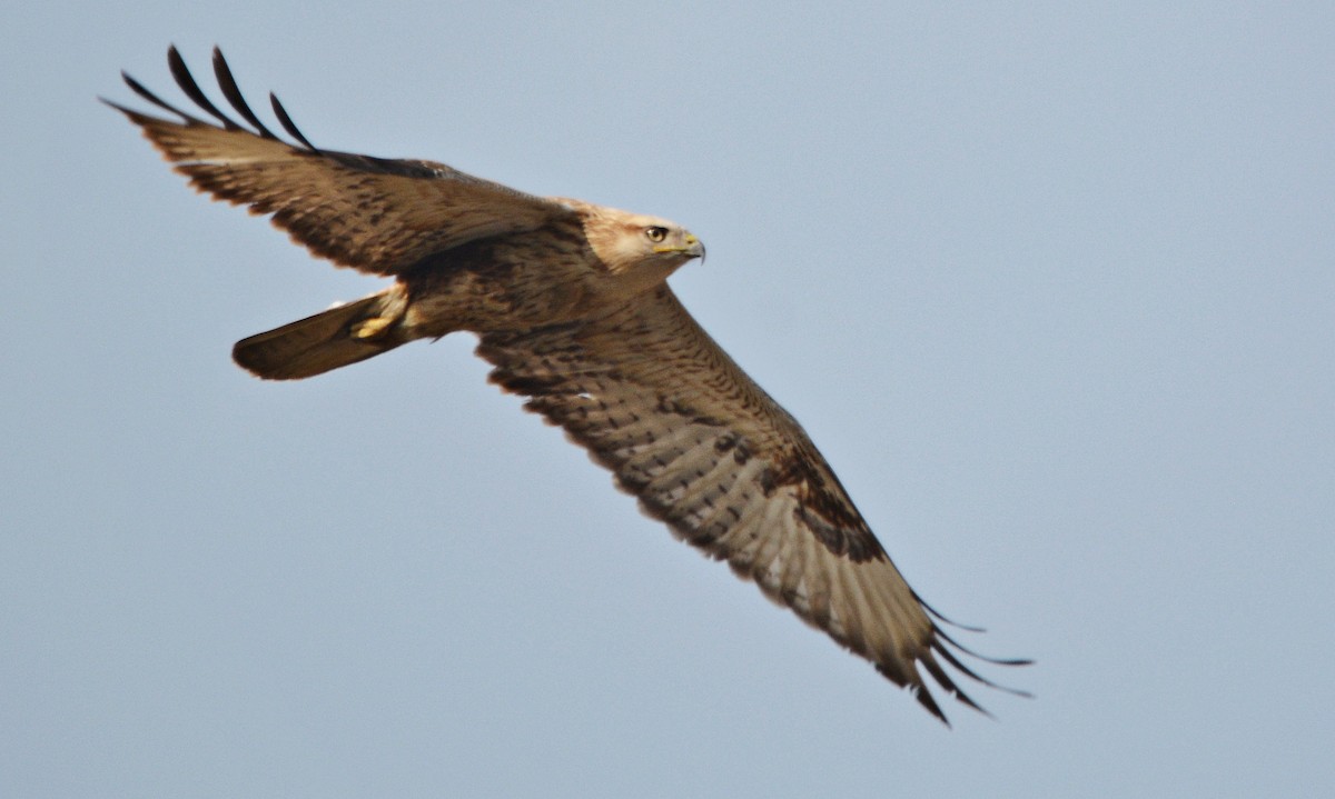 Курганник - ML644738626