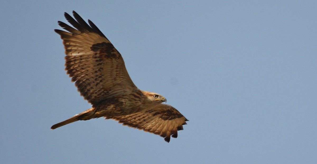 Курганник - ML644738627