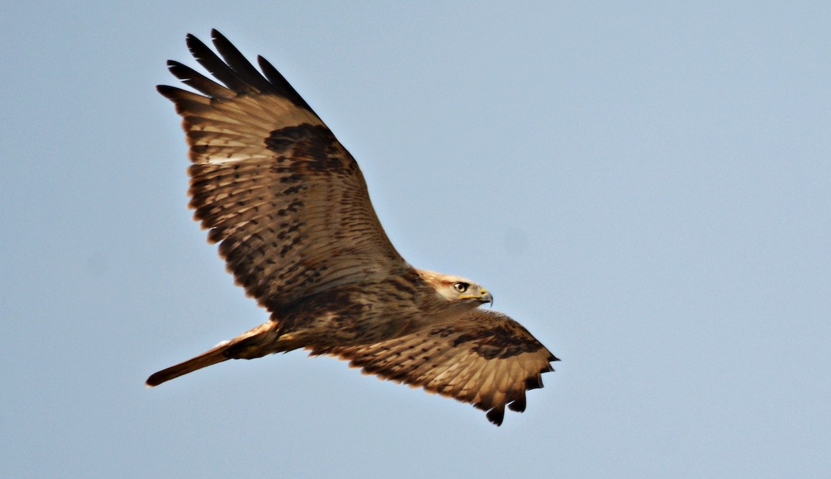 Курганник - ML644738628