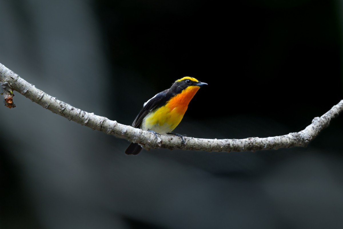 黃眉黃鶲 - ML644738629