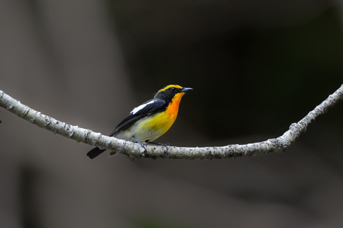 黃眉黃鶲 - ML644738630