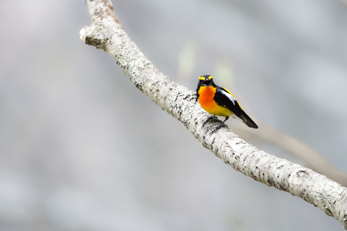 黃眉黃鶲 - ML644738631