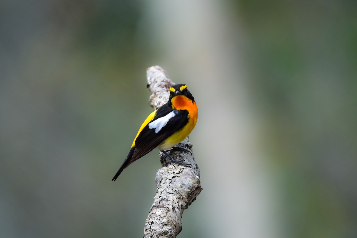 黃眉黃鶲 - ML644738632