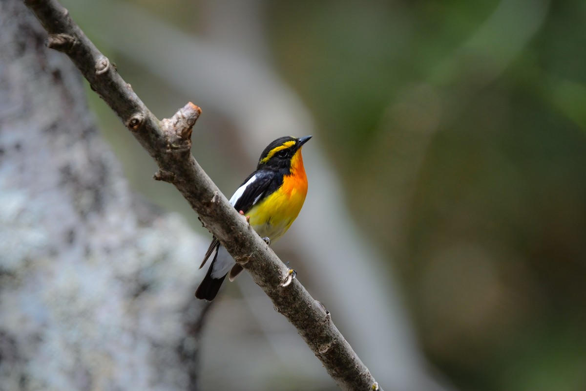 黃眉黃鶲 - ML644738633