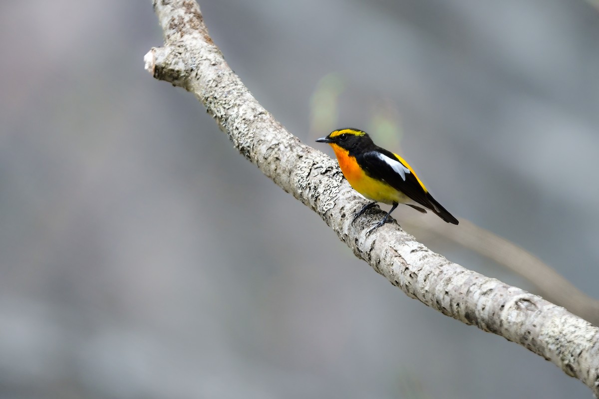 黃眉黃鶲 - ML644738634