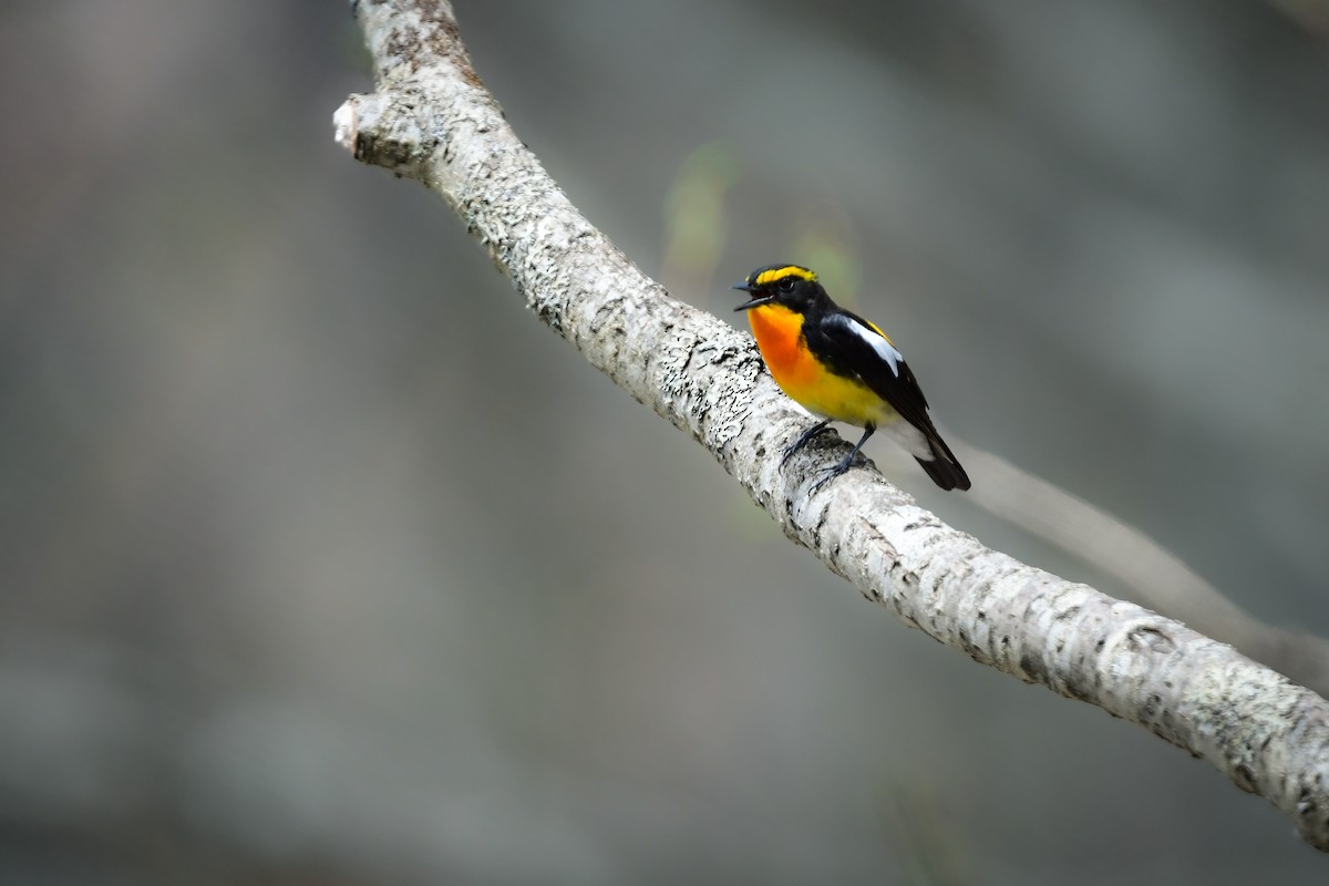 黃眉黃鶲 - ML644738635