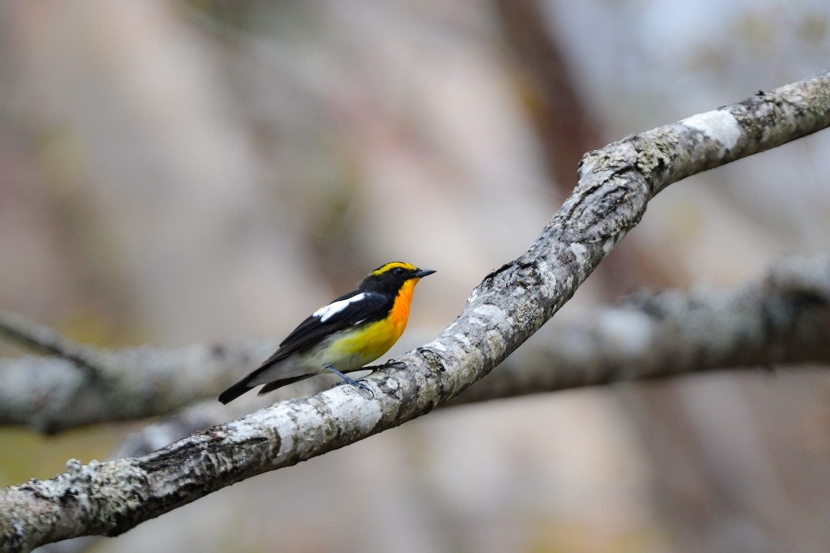 黃眉黃鶲 - ML644738636