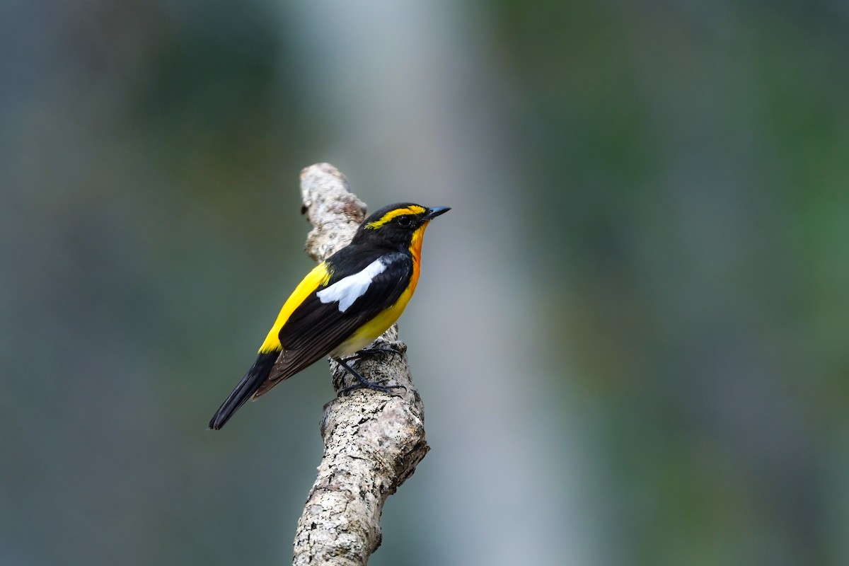 黃眉黃鶲 - ML644738637