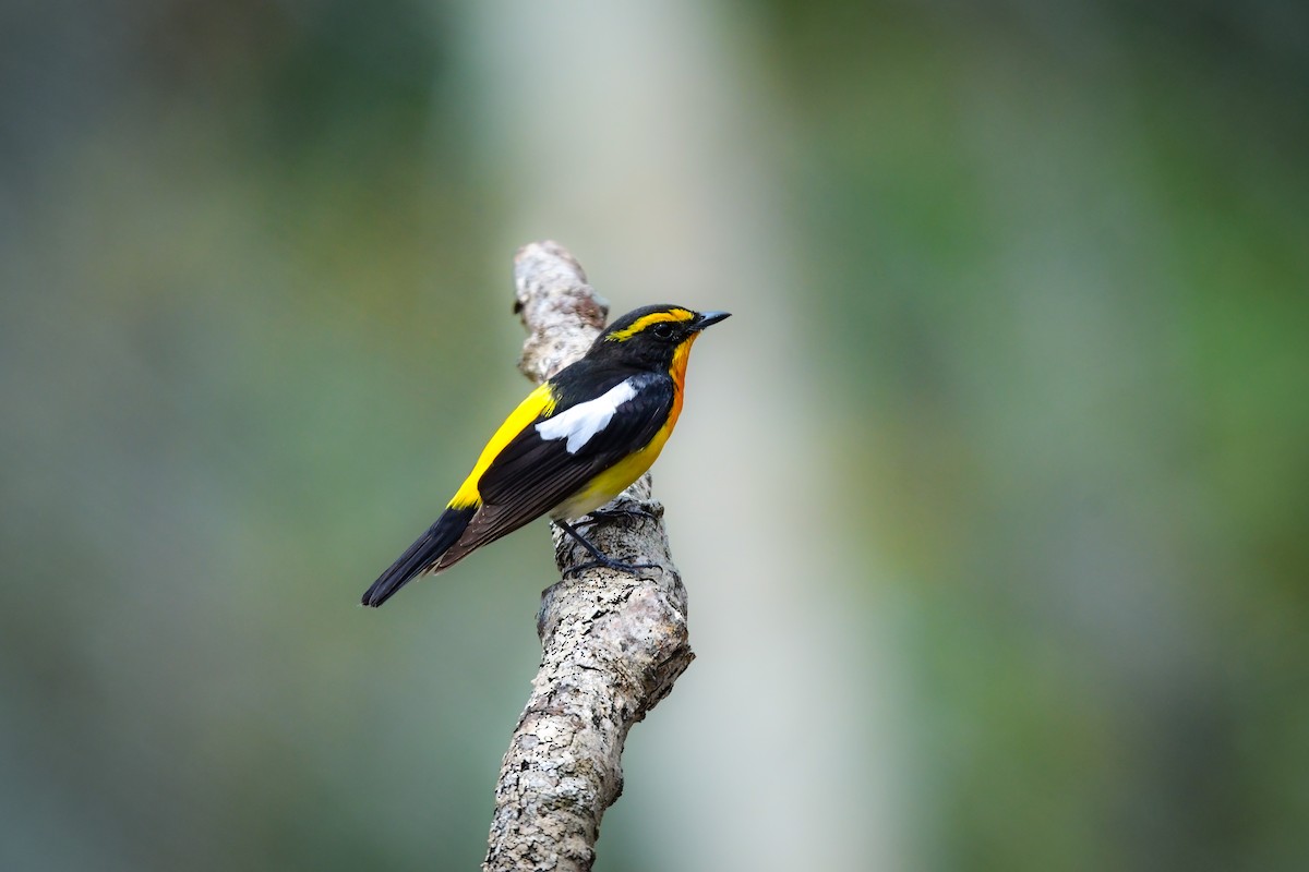 黃眉黃鶲 - ML644738638