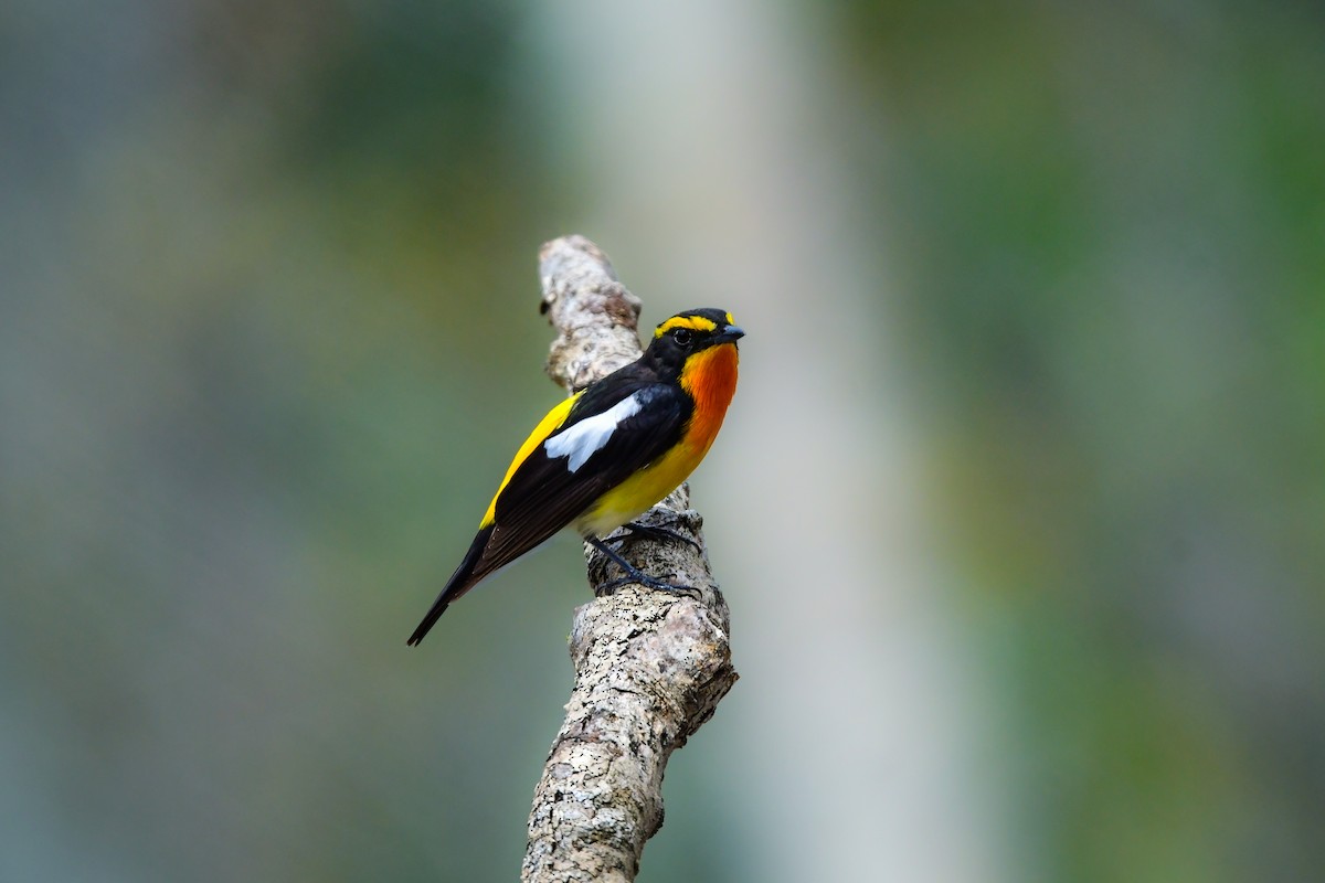 黃眉黃鶲 - ML644738639