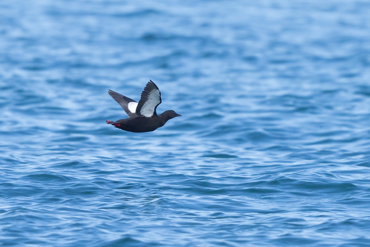 Black Guillemot - ML644738641