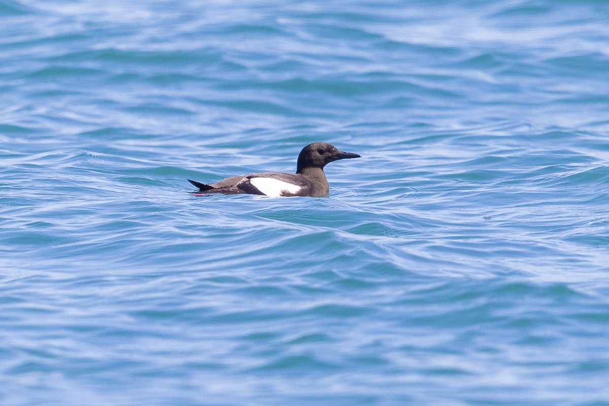Black Guillemot - ML644738642
