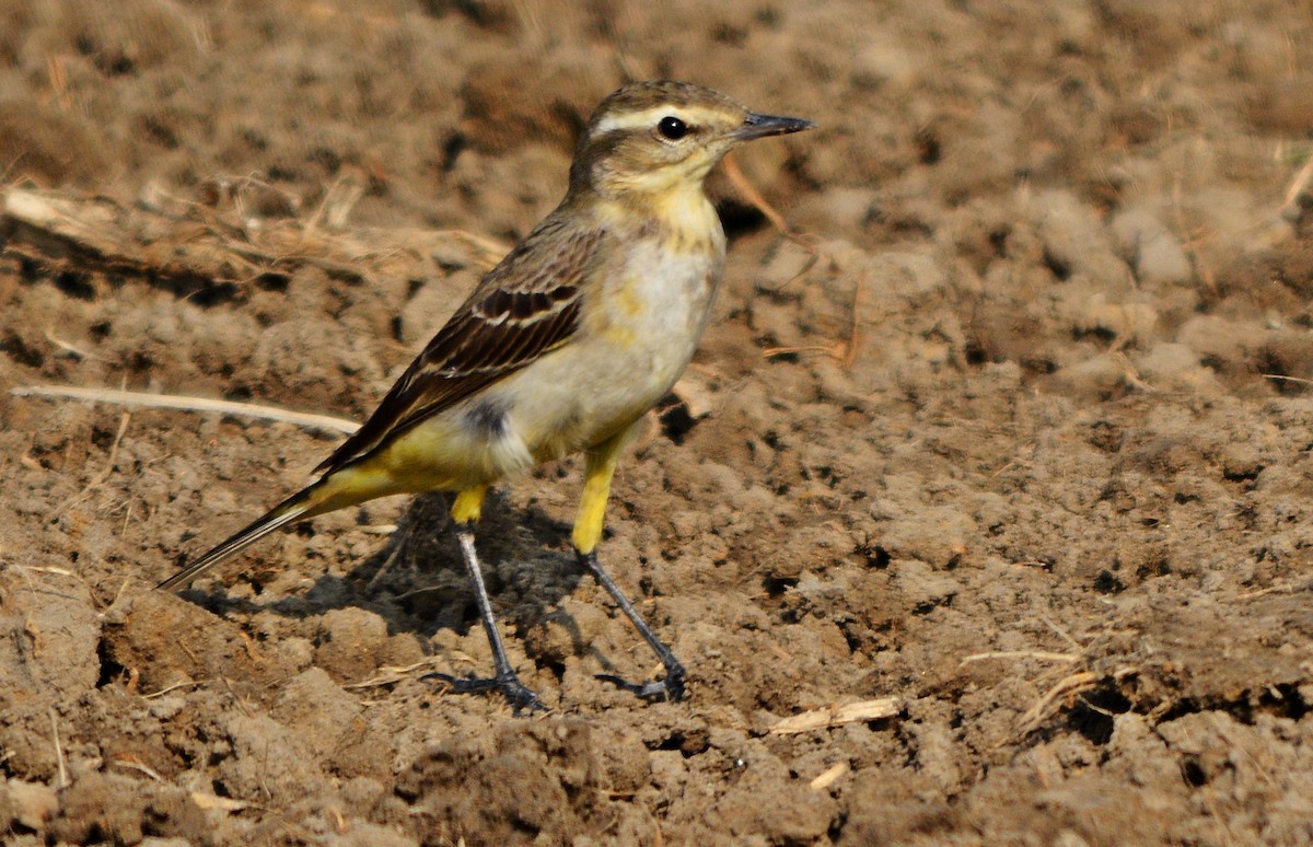Western Yellow Wagtail - ML644738644