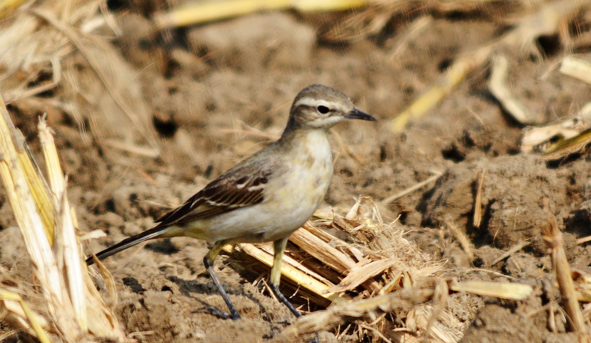 Western Yellow Wagtail - ML644738645