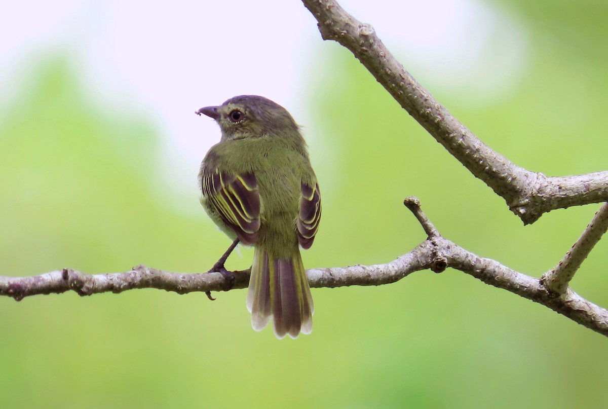 Mistletoe Tyrannulet - ML644738668