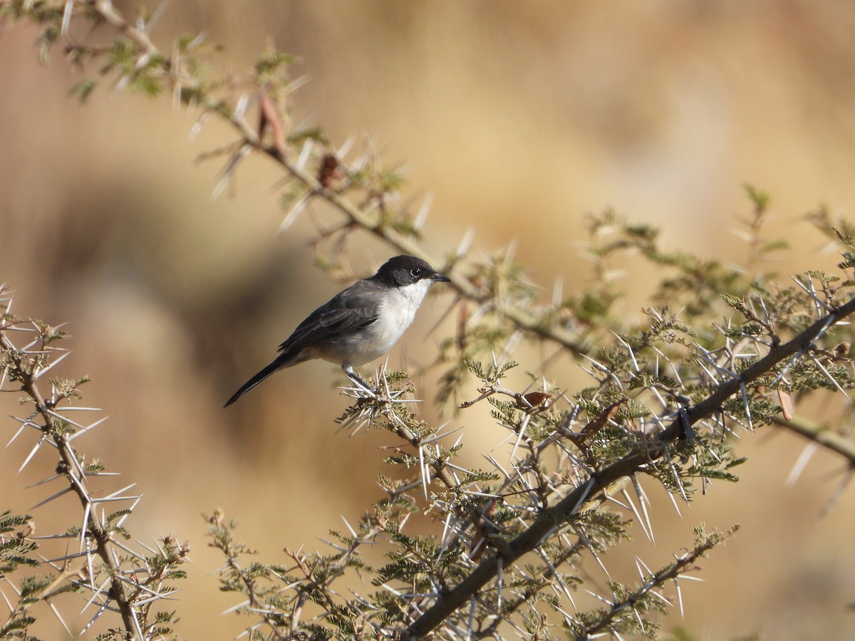 Arabian Warbler - ML644738677