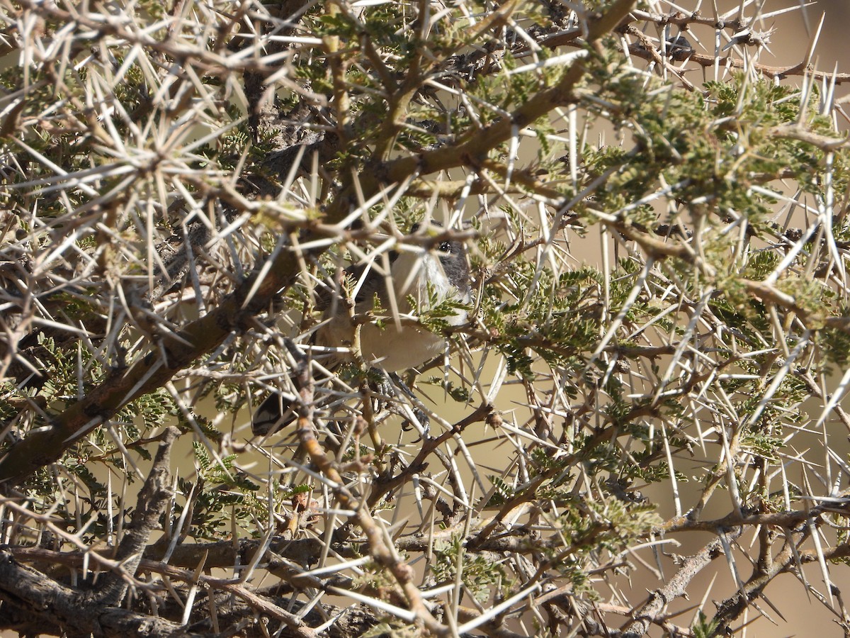 Arabian Warbler - ML644738679