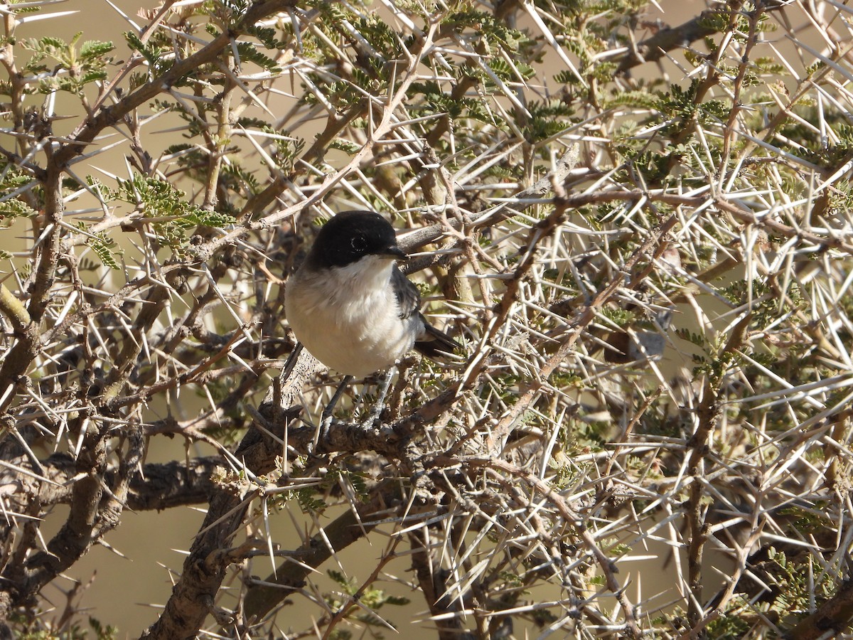 Arabian Warbler - ML644738680