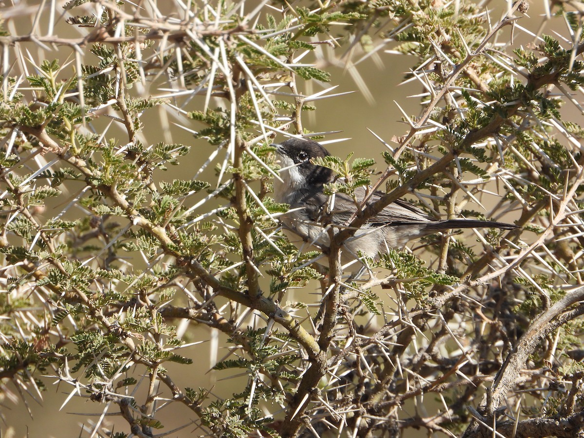 Arabian Warbler - ML644738681