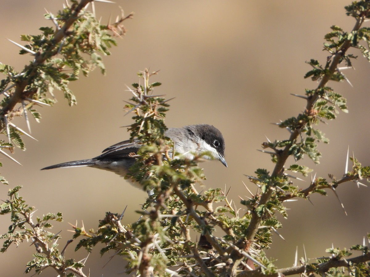 Arabian Warbler - ML644738682