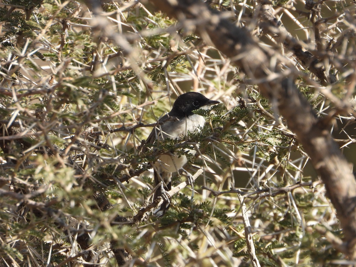 Arabian Warbler - ML644738683
