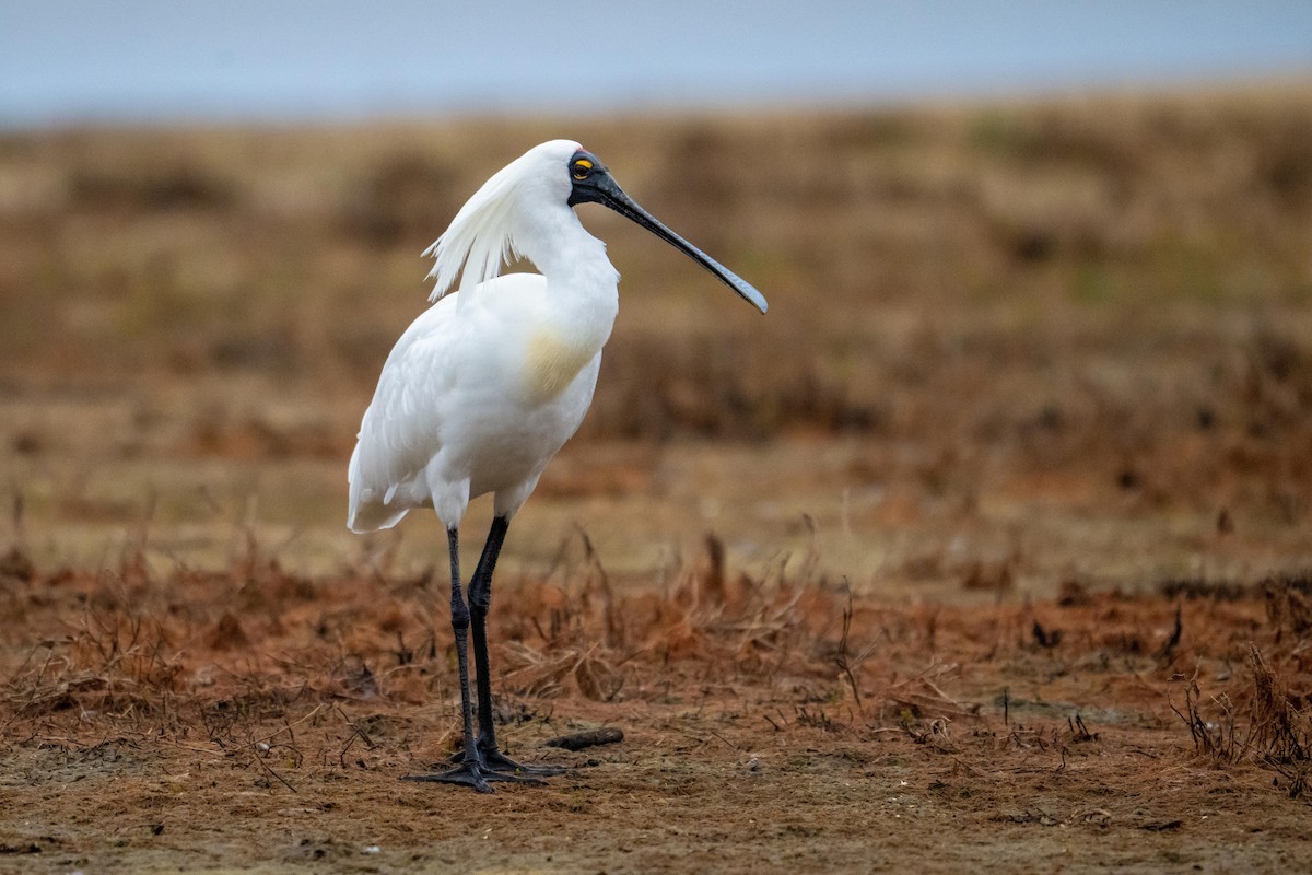 Косар королівський - ML644738685