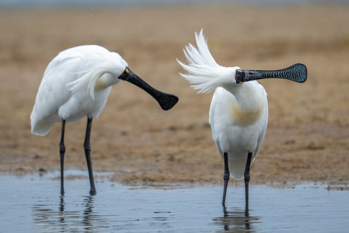 Косар королівський - ML644738688