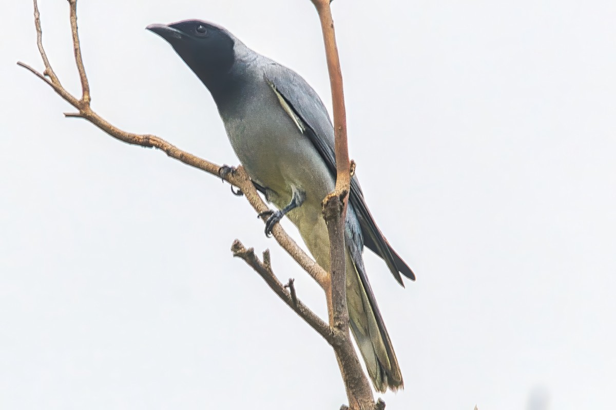 Black-faced Cuckooshrike - ML644738693