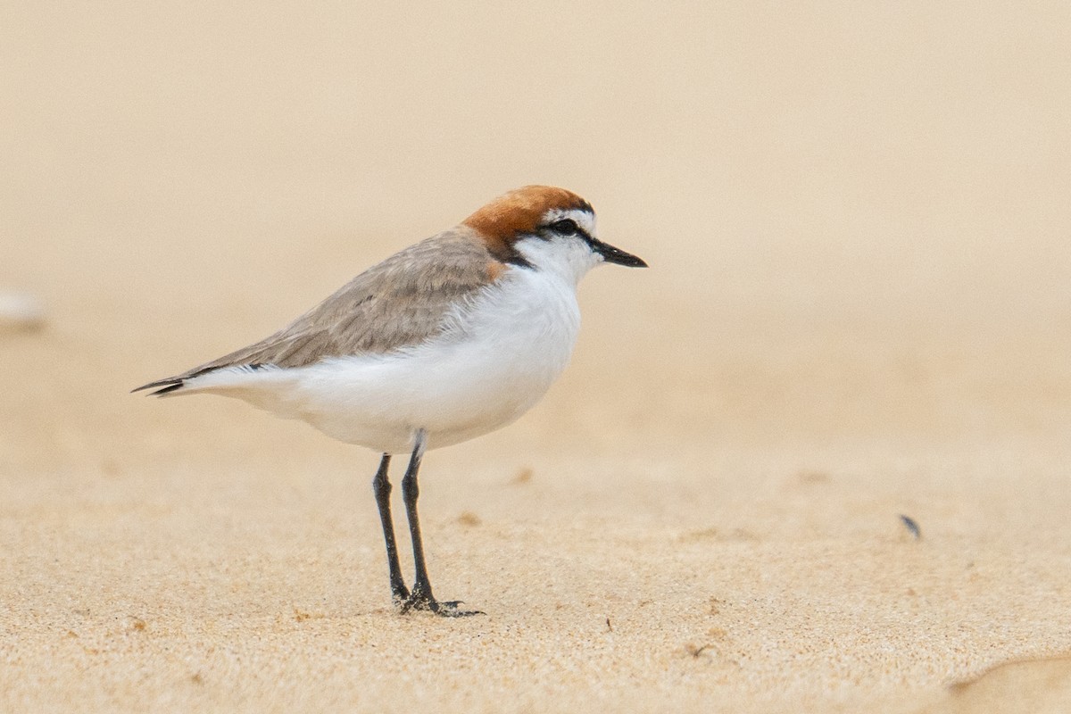 Chorlitejo Capirrojo - ML644738694